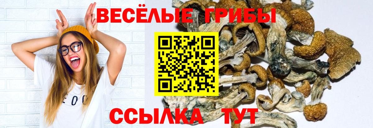 Псилоцибиновые грибы Psilocybe  Краснодар 